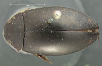Media type: image;   Entomology 6039 Aspect: habitus dorsal view